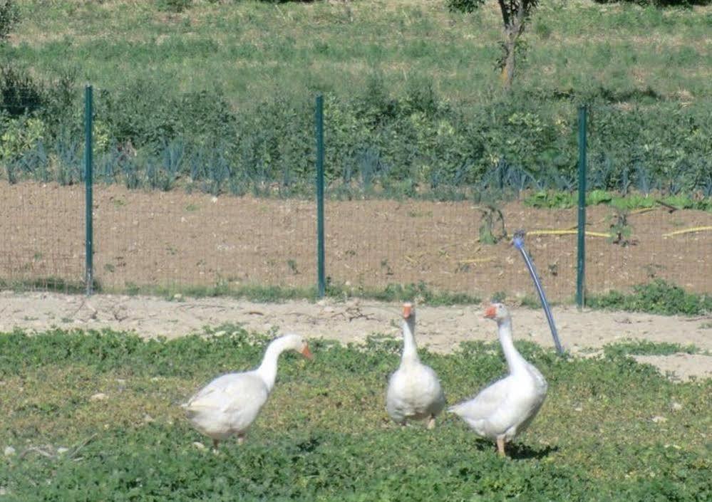 Angelucci Agriturismo Con Camere E Agri Camping Lanciano Exterior foto
